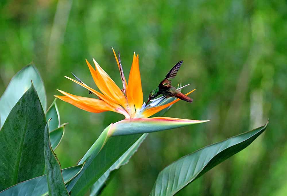 Flowers for a Hummingbird Paradise