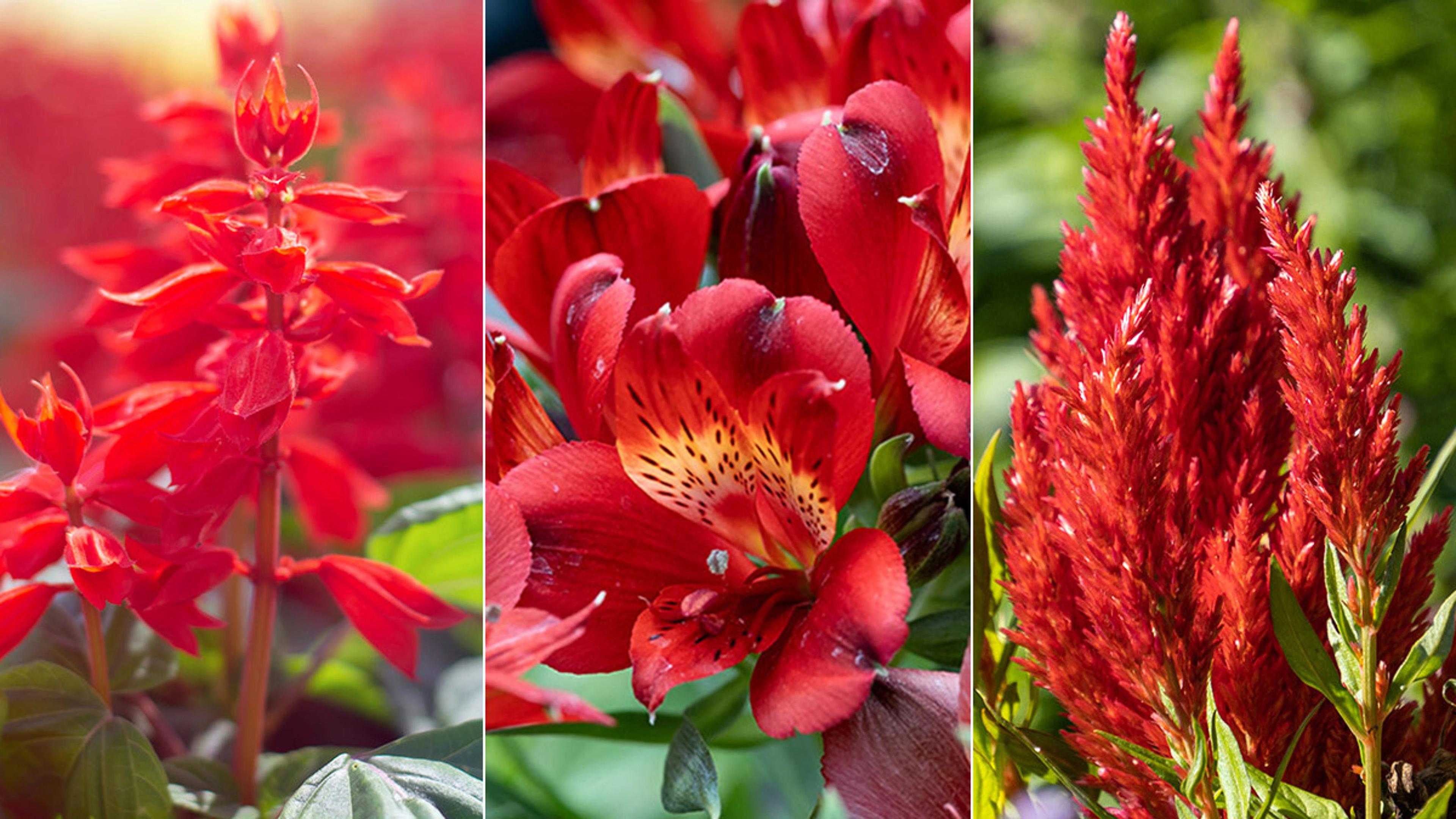 Types of Red Flowers for Your Flowerbed