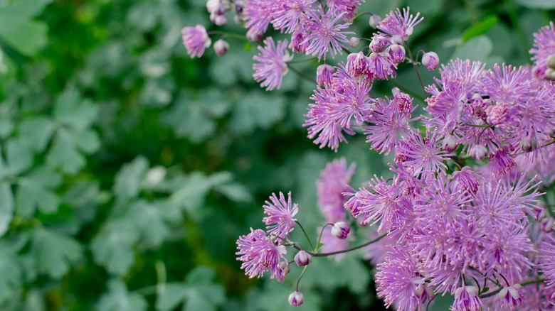 Forgetting to Separate These Perennials in Spring Is a Mistake