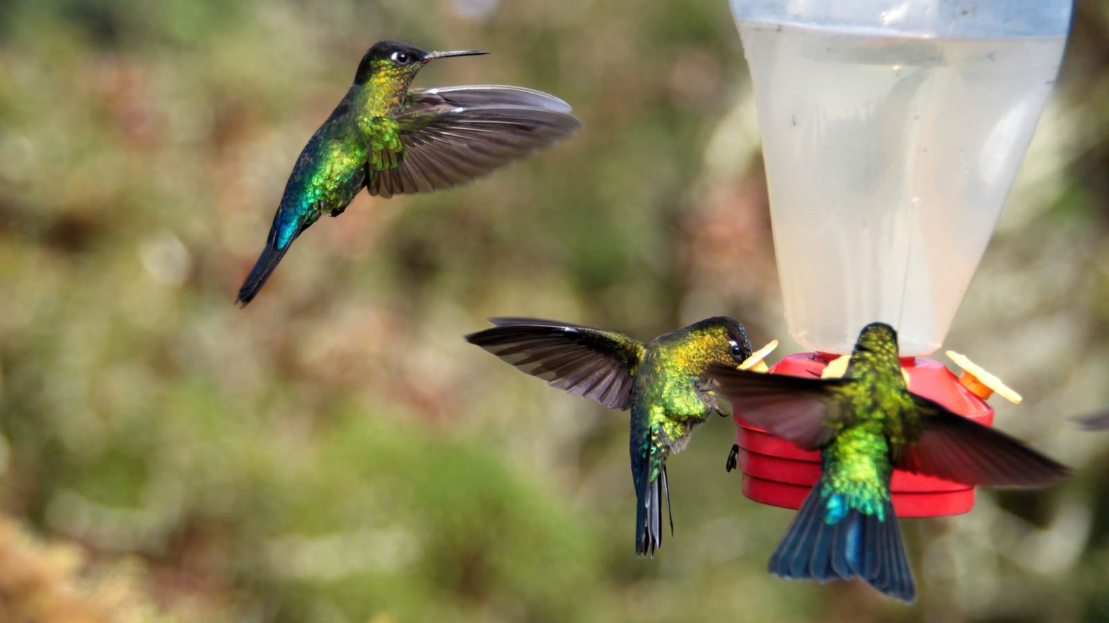 The Perfect Height for a Hummingbird Feeder